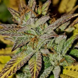 WHITE DOMINA - Kannabia - WWW.SEEDS-BANK.CZ JIHLAVA