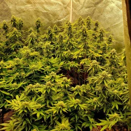 WHITE DOMINA - Kannabia - WWW.SEEDS-BANK.CZ JIHLAVA