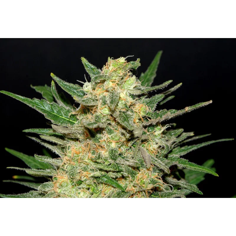 THAI FANTASY - SATIVA- Kannabia - WWW.SEEDS-BANK.CZ JIHLAVA