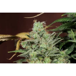 THAI FANTASY - SATIVA- Kannabia - WWW.SEEDS-BANK.CZ JIHLAVA