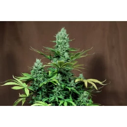 THAI FANTASY - SATIVA- Kannabia - WWW.SEEDS-BANK.CZ JIHLAVA