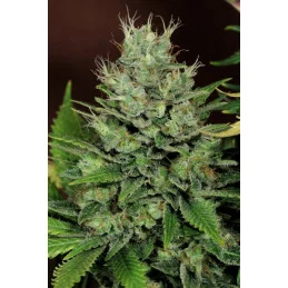 THAI FANTASY - SATIVA- Kannabia - WWW.SEEDS-BANK.CZ JIHLAVA