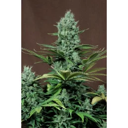 THAI FANTASY - SATIVA- Kannabia - WWW.SEEDS-BANK.CZ JIHLAVA