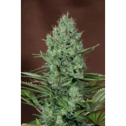THAI FANTASY - SATIVA- Kannabia - WWW.SEEDS-BANK.CZ JIHLAVA