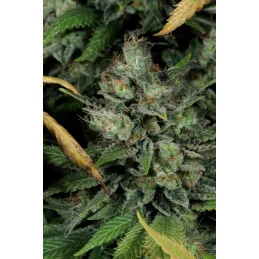 THAI FANTASY - SATIVA- Kannabia - WWW.SEEDS-BANK.CZ JIHLAVA