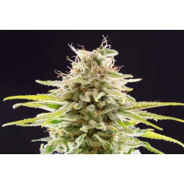 SUPER OG KUSH - Kannabia - WWW.SEEDS-BANK.CZ JIHLAVA