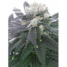 SUPER OG KUSH - Kannabia - WWW.SEEDS-BANK.CZ JIHLAVA