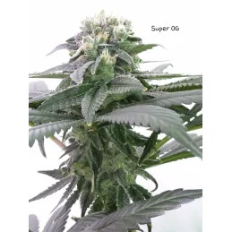 SUPER OG KUSH - Kannabia - WWW.SEEDS-BANK.CZ JIHLAVA