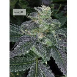SUPER OG KUSH - Kannabia - WWW.SEEDS-BANK.CZ JIHLAVA