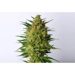 SUPER AK - Kannabia - WWW.SEEDS-BANK.CZ JIHLAVA
