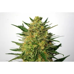 SUPER AK - Kannabia - WWW.SEEDS-BANK.CZ JIHLAVA