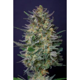SUPER AK - Kannabia - WWW.SEEDS-BANK.CZ JIHLAVA