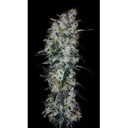SUPER AK - Kannabia - WWW.SEEDS-BANK.CZ JIHLAVA