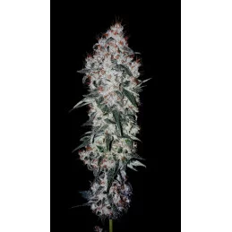 SUPER AK - Kannabia - WWW.SEEDS-BANK.CZ JIHLAVA