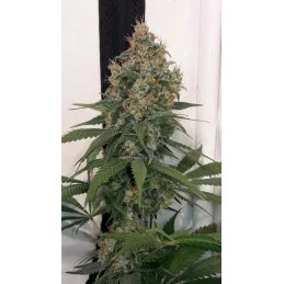 SUPER AK - Kannabia - WWW.SEEDS-BANK.CZ JIHLAVA