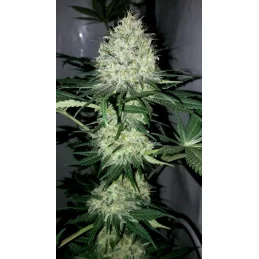 SUPER AK - Kannabia - WWW.SEEDS-BANK.CZ JIHLAVA