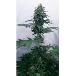 SUPER AK - Kannabia - WWW.SEEDS-BANK.CZ JIHLAVA
