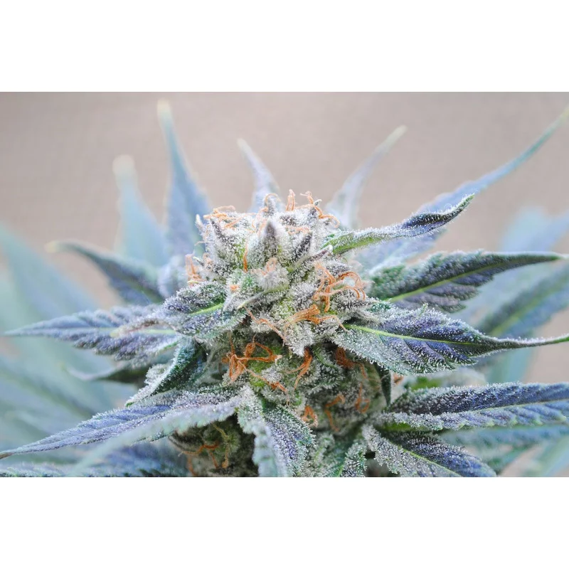 SKUNK+ - Kannabia - WWW.SEEDS-BANK.CZ JIHLAVA