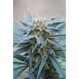 SKUNK+ - Kannabia - WWW.SEEDS-BANK.CZ JIHLAVA