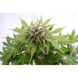 SILVER WIDOW - Kannabia - WWW.SEEDS-BANK.CZ JIHLAVA