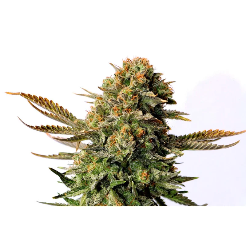 RUSSIAN DOLL - Kannabia - WWW.SEEDS-BANK.CZ JIHLAVA