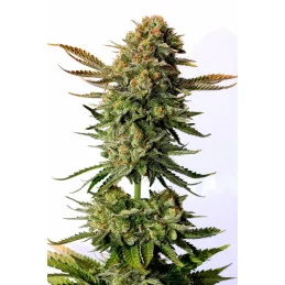 RUSSIAN DOLL - Kannabia - WWW.SEEDS-BANK.CZ JIHLAVA