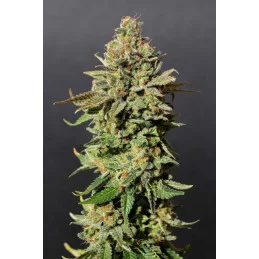 RUSSIAN DOLL - Kannabia - WWW.SEEDS-BANK.CZ JIHLAVA