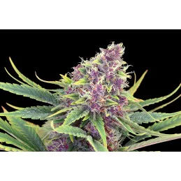 PURPLE KUSH - Kannabia - WWW.SEEDS-BANK.CZ JIHLAVA