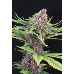 PURPLE KUSH - Kannabia - WWW.SEEDS-BANK.CZ JIHLAVA