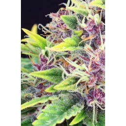 PURPLE KUSH - Kannabia - WWW.SEEDS-BANK.CZ JIHLAVA