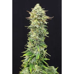 PINEAPPLE DREAM - Kannabia - WWW.SEEDS-BANK.CZ JIHLAVA