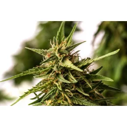 PINEAPPLE DREAM - Kannabia - WWW.SEEDS-BANK.CZ JIHLAVA