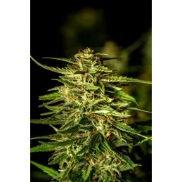 PINEAPPLE DREAM - Kannabia - WWW.SEEDS-BANK.CZ JIHLAVA