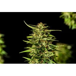 PINEAPPLE DREAM - Kannabia - WWW.SEEDS-BANK.CZ JIHLAVA