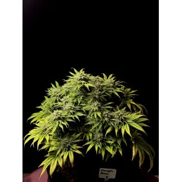 PINEAPPLE DREAM - Kannabia - WWW.SEEDS-BANK.CZ JIHLAVA