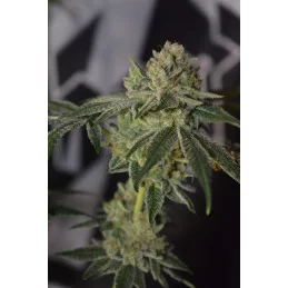 PINEAPPLE DREAM - Kannabia - WWW.SEEDS-BANK.CZ JIHLAVA