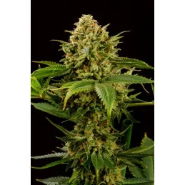 MONKEY GREASE - Kannabia - WWW.SEEDS-BANK.CZ JIHLAVA