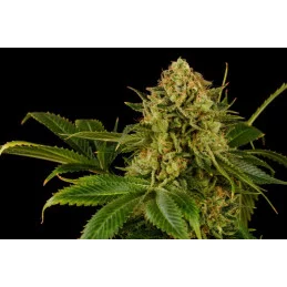MONKEY GREASE - Kannabia - WWW.SEEDS-BANK.CZ JIHLAVA