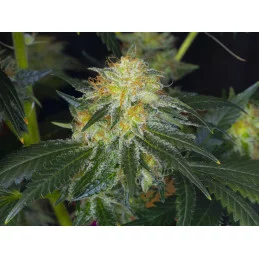 MONKEY GREASE - Kannabia - WWW.SEEDS-BANK.CZ JIHLAVA