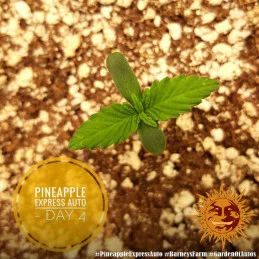 Pineapple Express Auto Barney´s Farm SEEDS-BANK.CZ