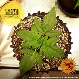 Pineapple Express Auto Barney´s Farm SEEDS-BANK.CZ