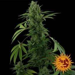 Pineapple Express Auto Barney´s Farm SEEDS-BANK.CZ