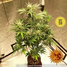 Pineapple Express Auto Barney´s Farm SEEDS-BANK.CZ