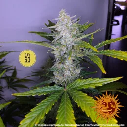 Pineapple Express Auto Barney´s Farm SEEDS-BANK.CZ