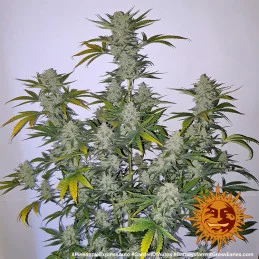 Pineapple Express Auto Barney´s Farm SEEDS-BANK.CZ