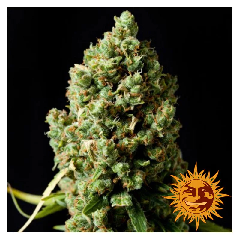 Pineapple Express Auto Barney´s Farm SEEDS-BANK.CZ