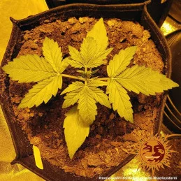 Critical Kush Auto Barney´s Farm SEEDS-BANK.CZ