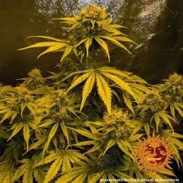 Critical Kush Auto Barney´s Farm SEEDS-BANK.CZ