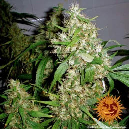 Critical Kush Auto Barney´s Farm SEEDS-BANK.CZ