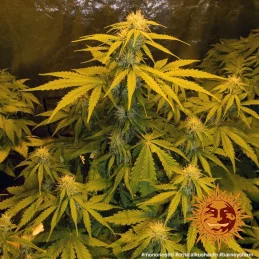 Critical Kush Auto Barney´s Farm SEEDS-BANK.CZ